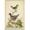 «Antique Bird Menagerie II» par George Edwards - reproduction d'art sur toile tendue