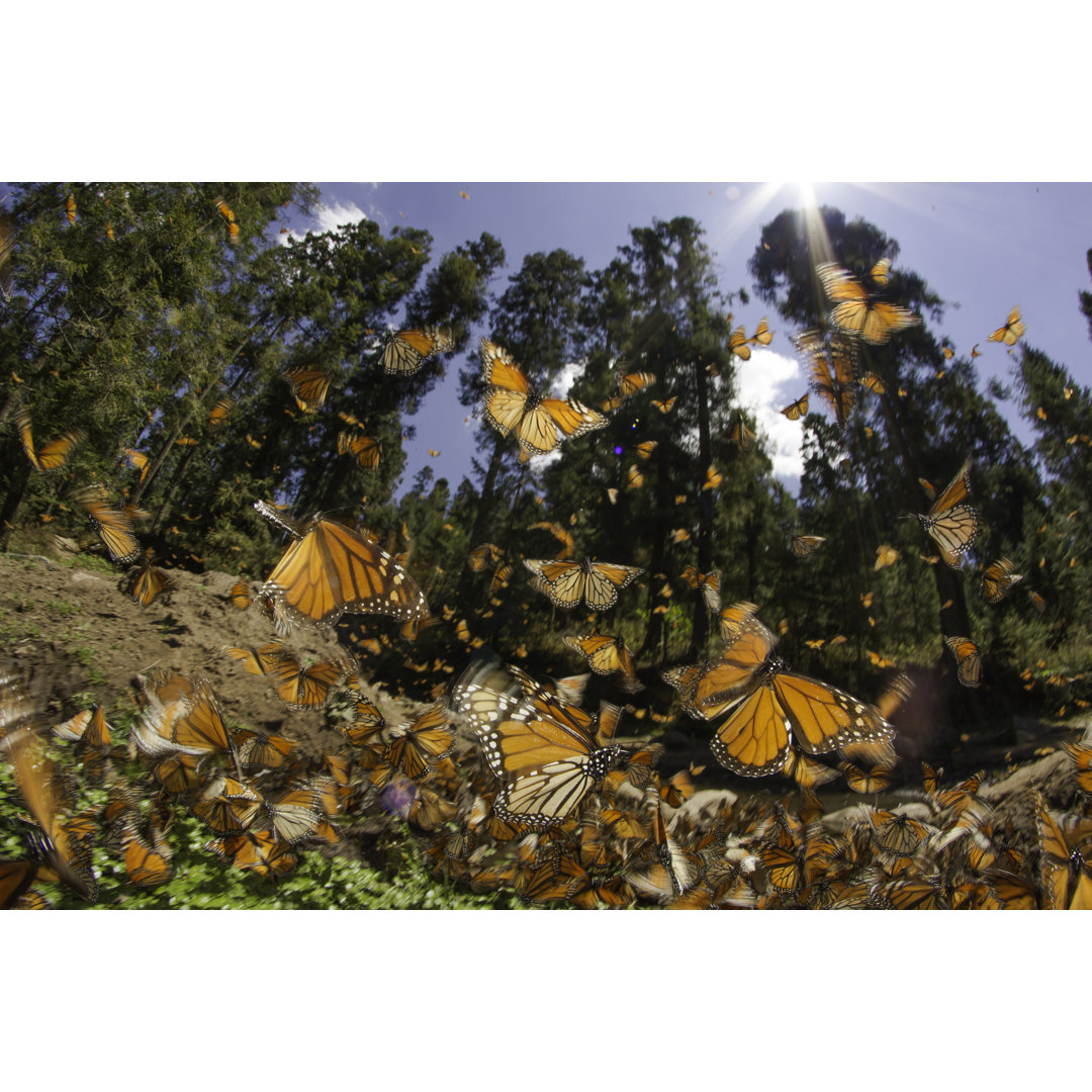 Monarch Schmetterling von AmericanWildlife - Kunstdrucke auf Leinwand