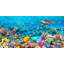 Sea Turtle And Fish, Maldivian Coral Reef - Wrapped Canvas Print-89908147