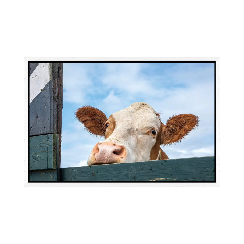 Peeking Cow by Clara Bastian - Print on Canvas, White Framed, 152.5 cm H x 101.5 cm W