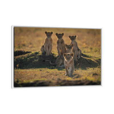 Lonely Cubs by Mohammad Mirza - Floater Frame Print on Canvas