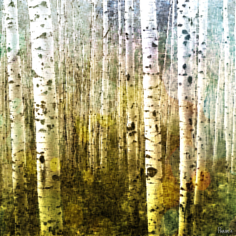 « aspenski » par parvez taj,-reproduction de photo sur toile tendue, H 18 po x l 18 po