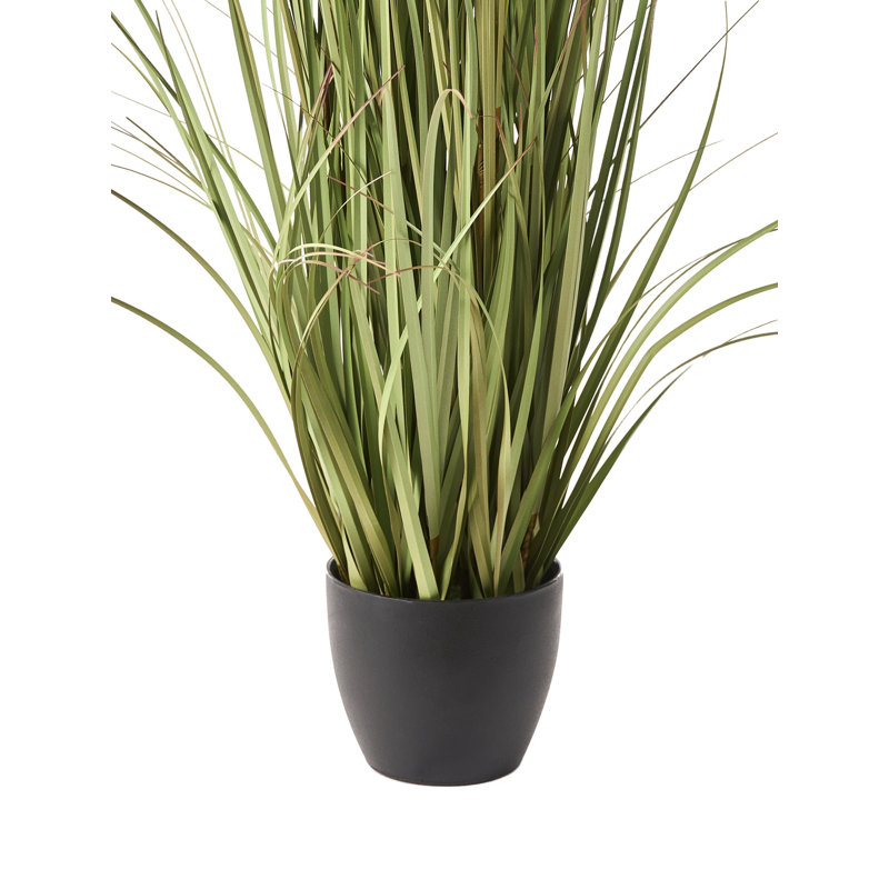 120cm Plant