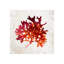 Pomegranate Coral III Print by Sofia Fox-26940592-26940598