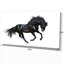 «Black Stallion in Motion», impression sur toile tendue-29491759