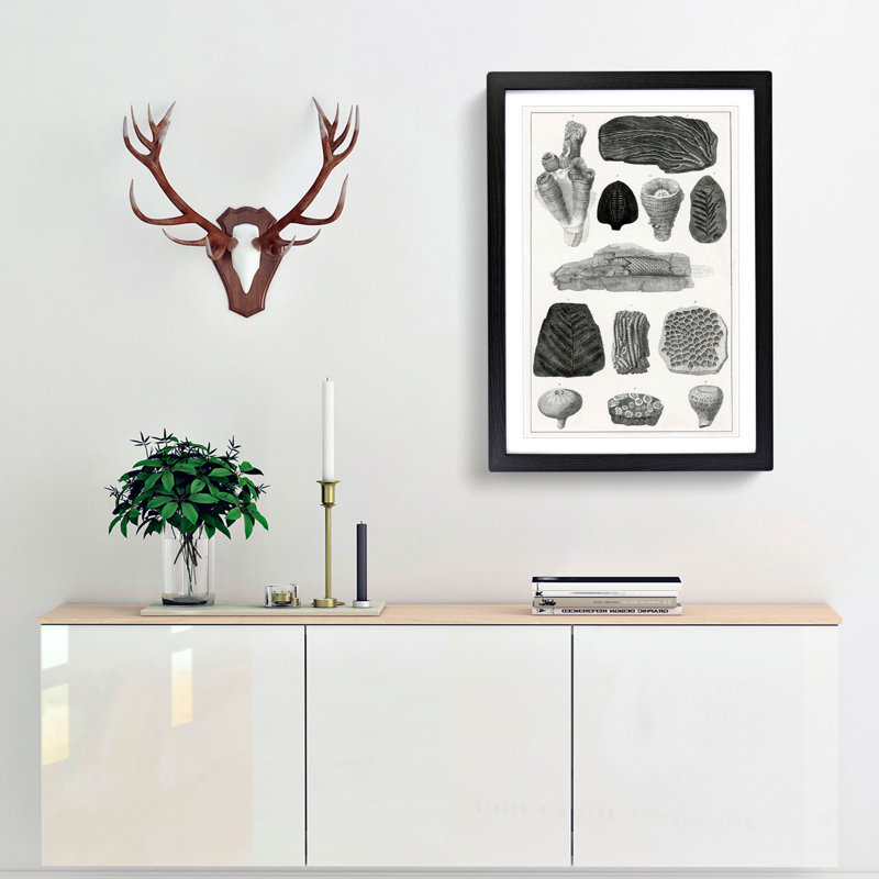 Collection of Fossils by Oliver Goldsmith - Picture Frame Drawing Print, Black Framed, 48cm H x 36cm W x 2cm D