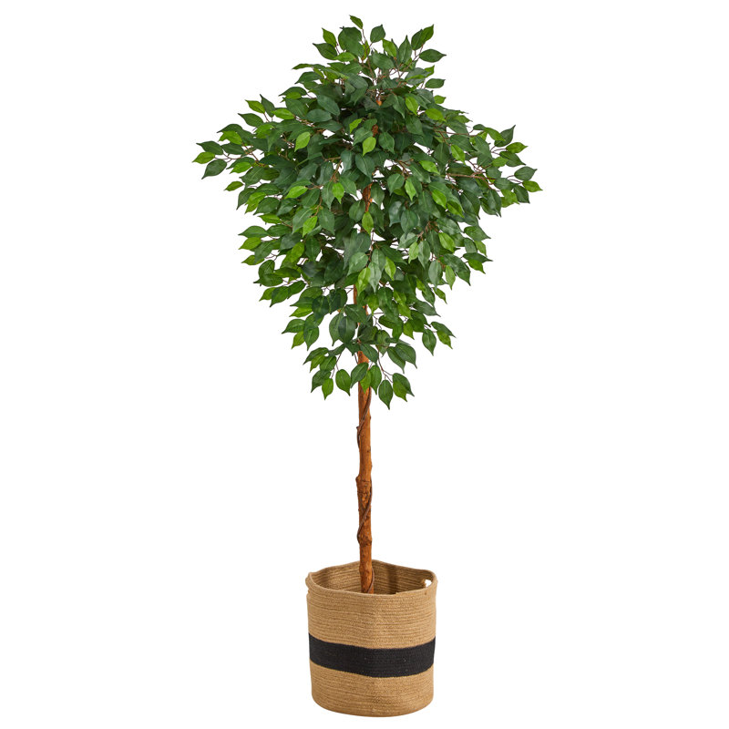 Arbre ficus 72 po dans un panier en coton
