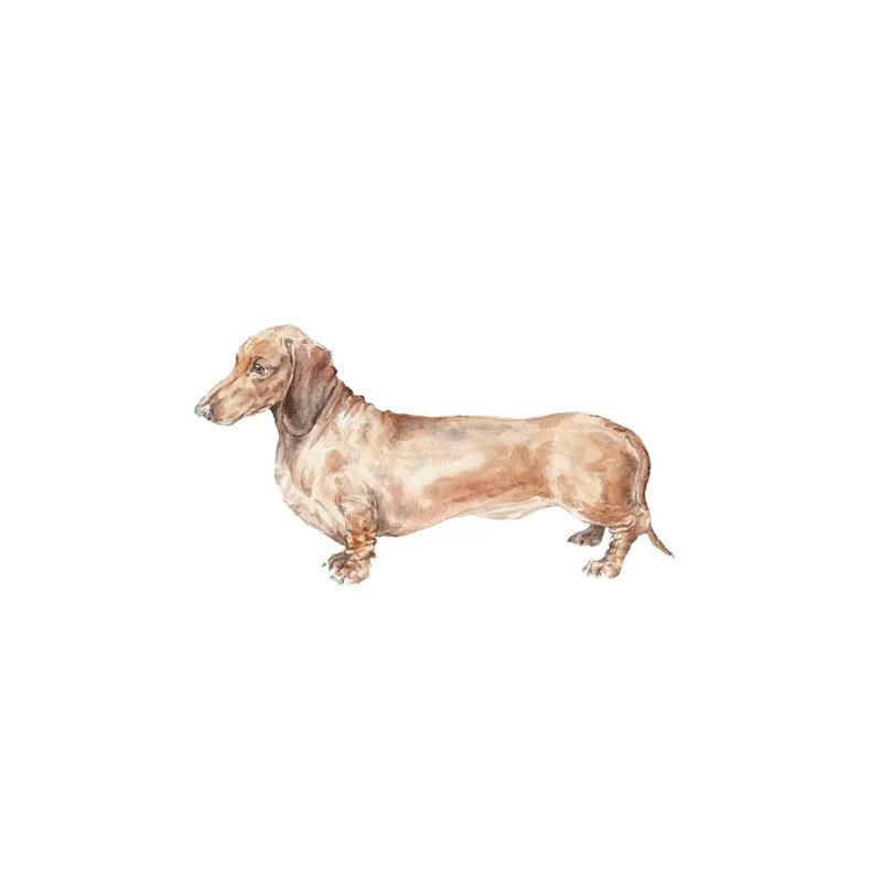Brown Dachshund Hot Dog by Wandering Laur - Wrapped Canvas Gallery-Wrapped Canvas Giclée, 101.6 cm H x 66.04 cm W