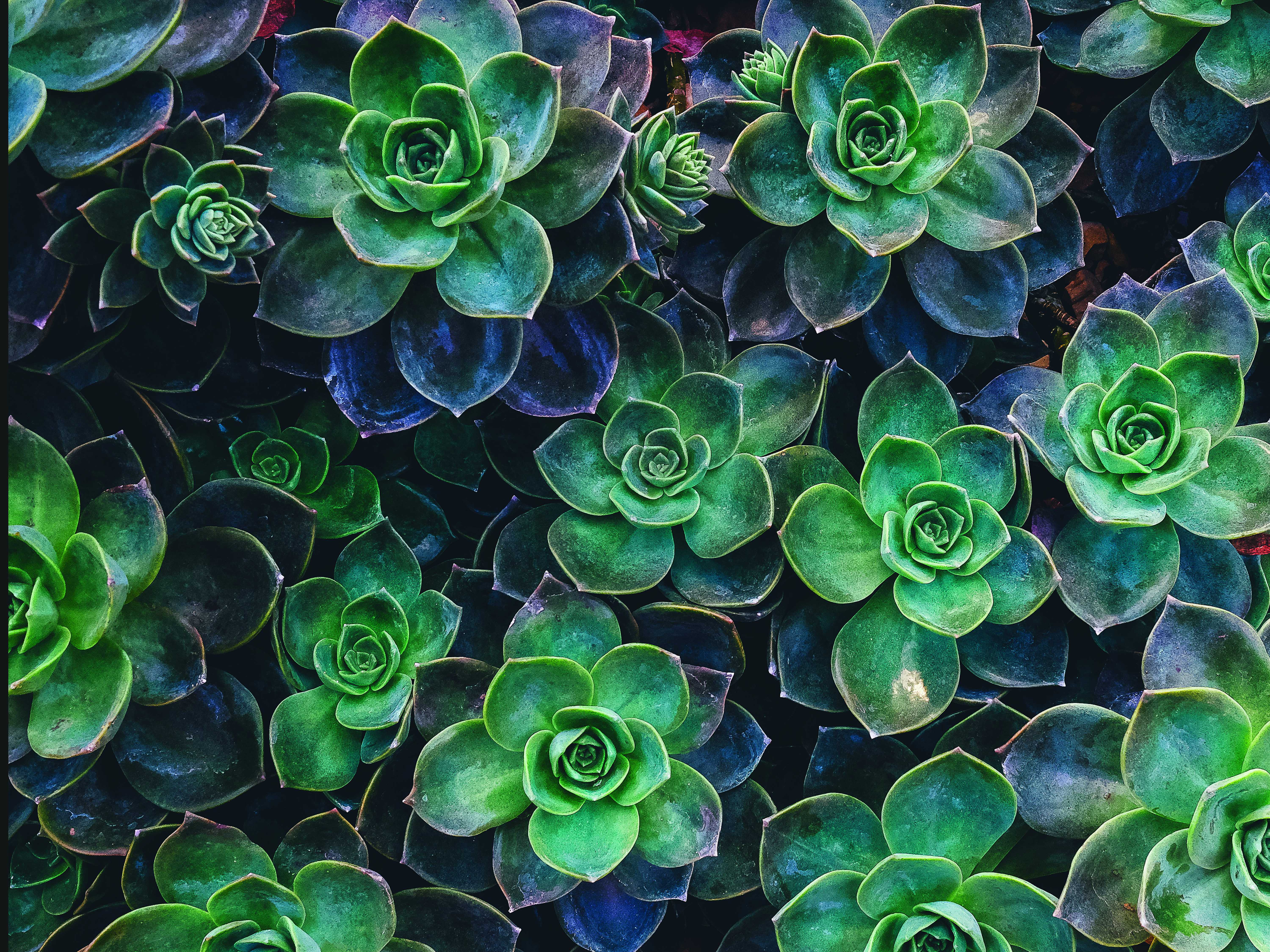 unique succulent planters Natural Succulent Planter NYC
