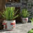 Beasley Handmade Ceramic Cachepot-23844473