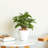 2-Pack Smart Self-watering Planter Pot-655454321