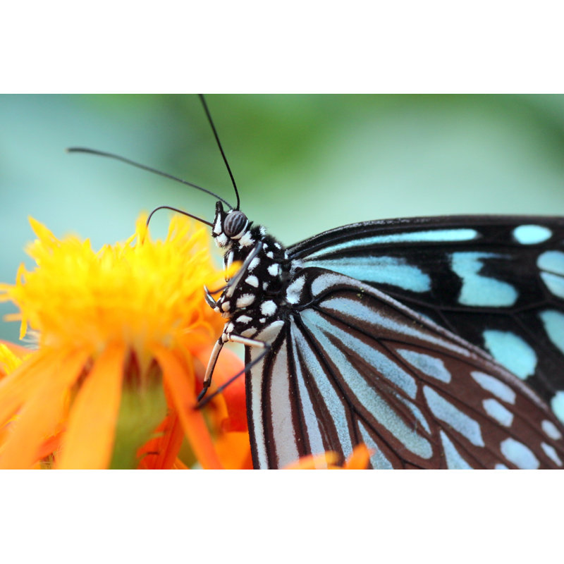 Sebastopol Butterfly - Wrapped Canvas Print, 30 cm H x 46 cm W x 3.8 cm D