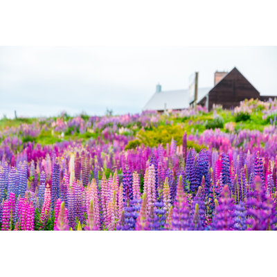 Beautiful Lupins Flower Around Lake Tekapo Area, New Zealand. by Huafires - Wrapped Canvas Print