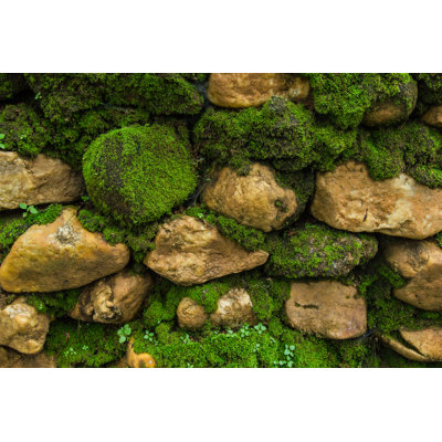 " Old Stone Wall With Moss "