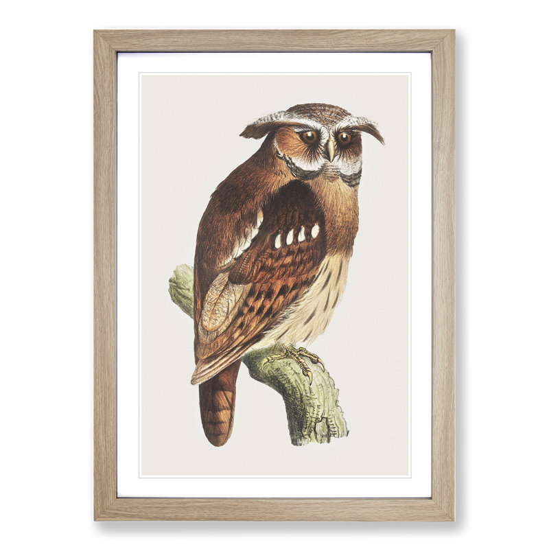 Owl on a Branch by Theo Van Hoytema - Framed Print, 65cm H x 48cm W x 2cm D, Oak Framed