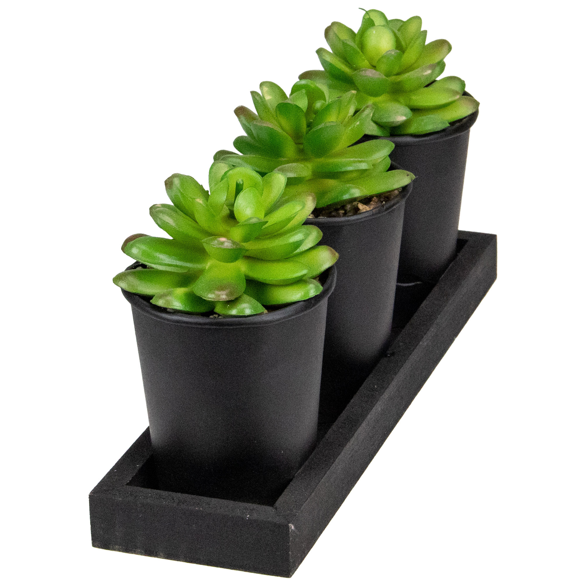 birds nest snake plant Sansevieria hahnii 4in Birds Nest Assorted snake plant  Cornell Farm