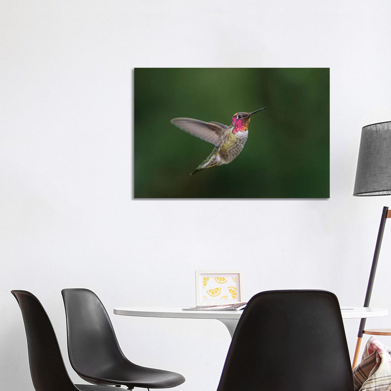 USA, Male Anna'S Hummingbird (Calypte Anna) Displays Its Gorget While Hovering In Flight. by Gary Luhm - Wrapped Canvas Print