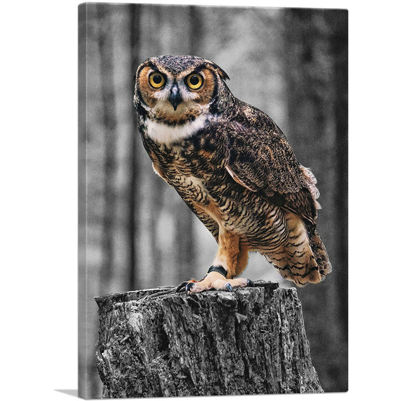 Chouette sur une forêt - reproduction de photo sur toile tendue, H 18 po x l 12 po x P 0,75 po