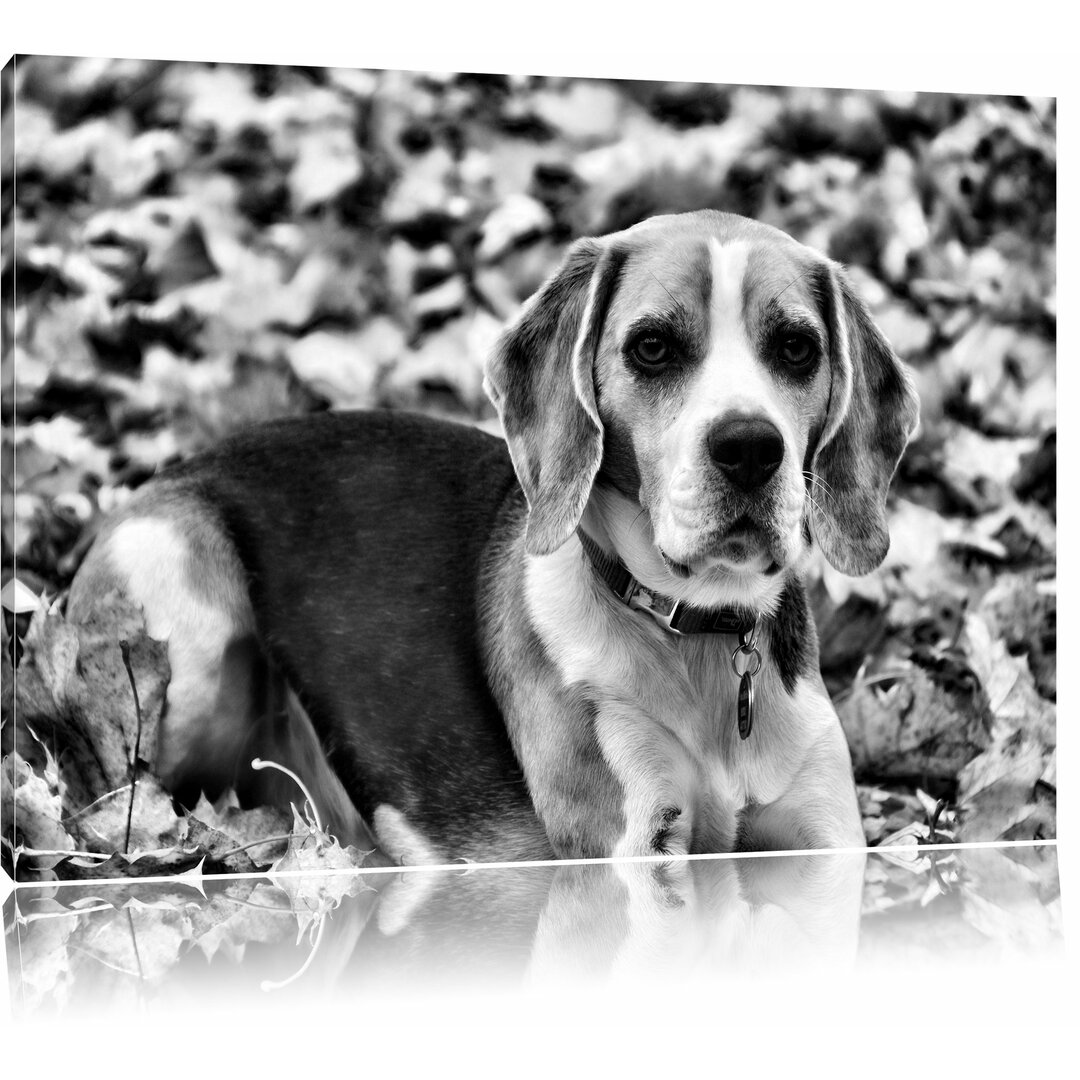 Leinwandbild Kleiner Beagle im Laub in Monochrom