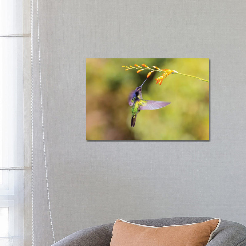 Central America, Costa Rica. Male Talamanca Hummingbird Feeding. by Jaynes Gallery - Wrapped Canvas Gallery-Wrapped Canvas Giclée