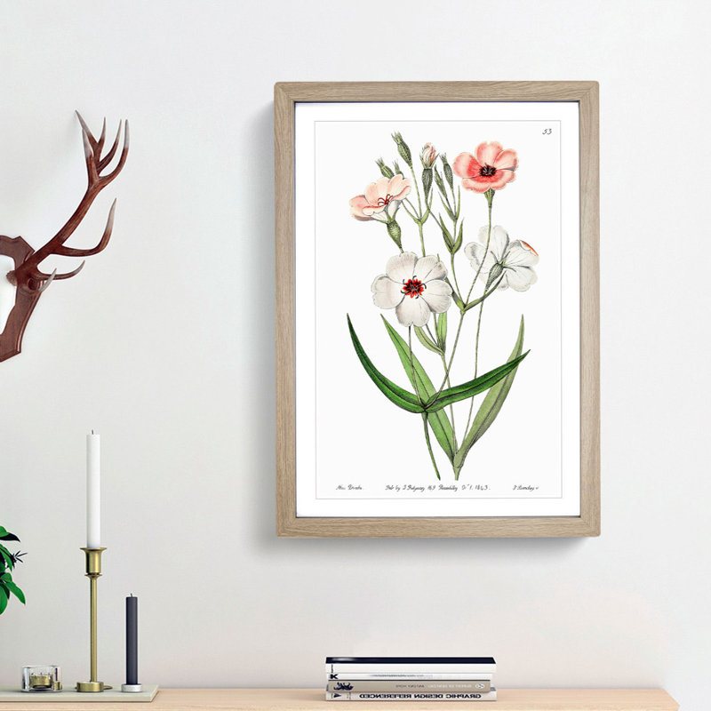 White & Pink Viscaria Flowers - Framed Print, 48cm H x 36cm W x 2cm D, Oak Framed