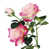 Pink/White