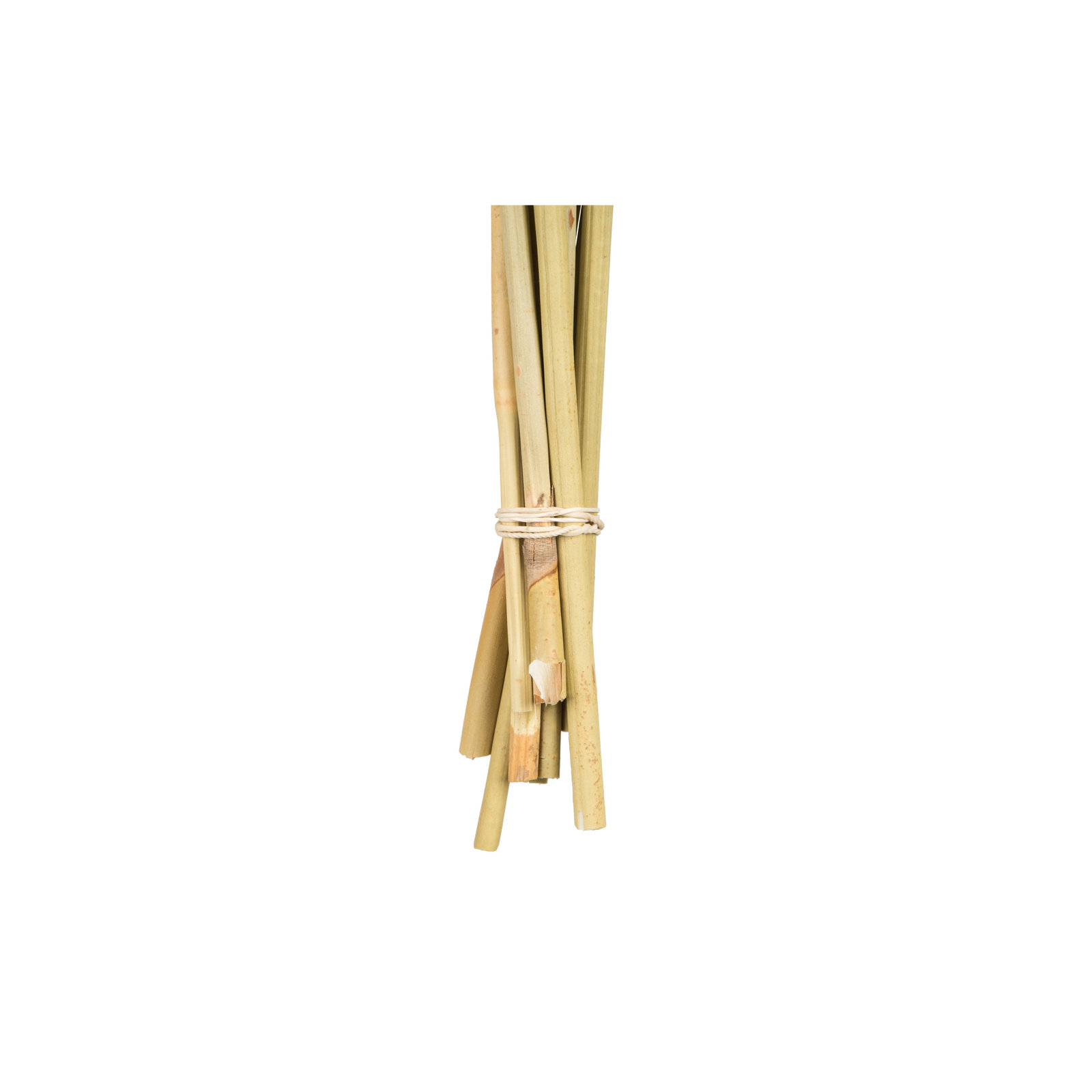 18-24" Natural Spider Knobs on Reed Stem, 9 stems, Dried