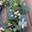Couronne de baies d'eucalyptus artificiel, couronne d'eucalyptus, couronne, printemps, été, porte avant, fenêtre suspendue, décorations de fête murale
