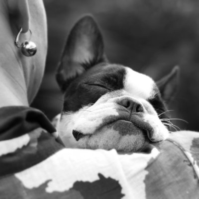 " Sleeping Boston Terrier " by Khiria