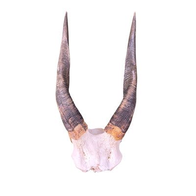 Real Bushbuck Antelope Skull