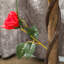 Rose Arrangement in Pot-1192280762