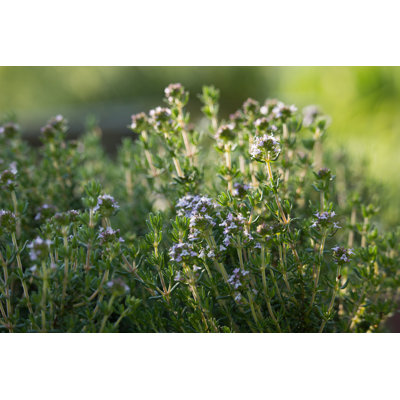 Thymus Flowers - Wrapped Canvas Print
