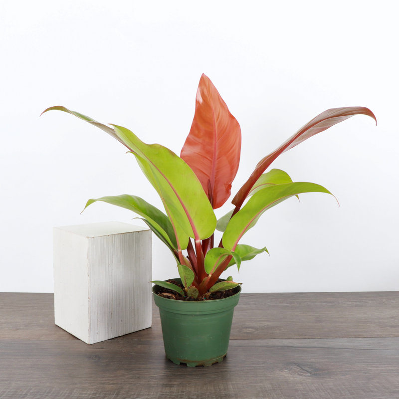 Live Prince of Orange Philodendron Plant