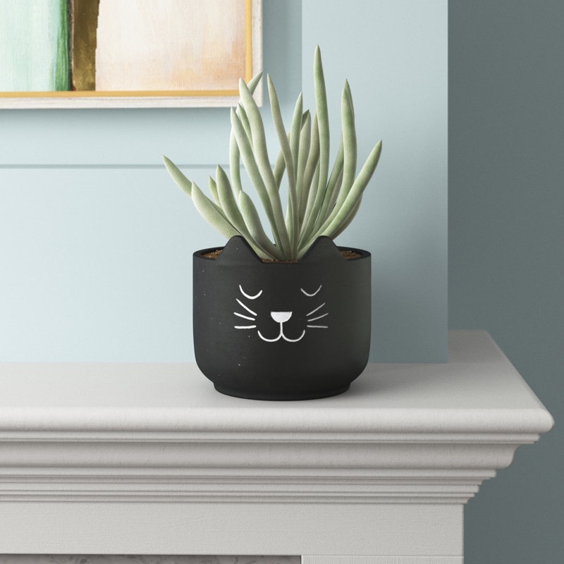 Cache-pot Pruitt