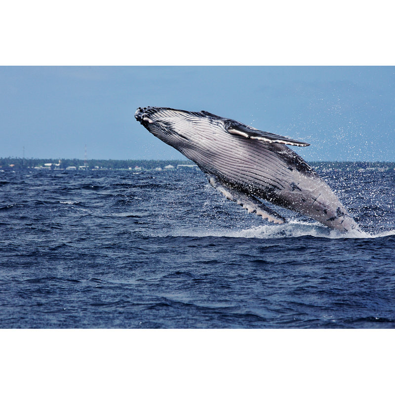 Baleine à bosse - Photographie de toile tendue, L 30 po x H 20 po