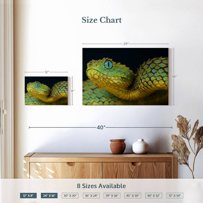African Bush Viper, 16" H x 24" W
