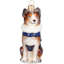 Australian Shepherd in Australia Flag Coat