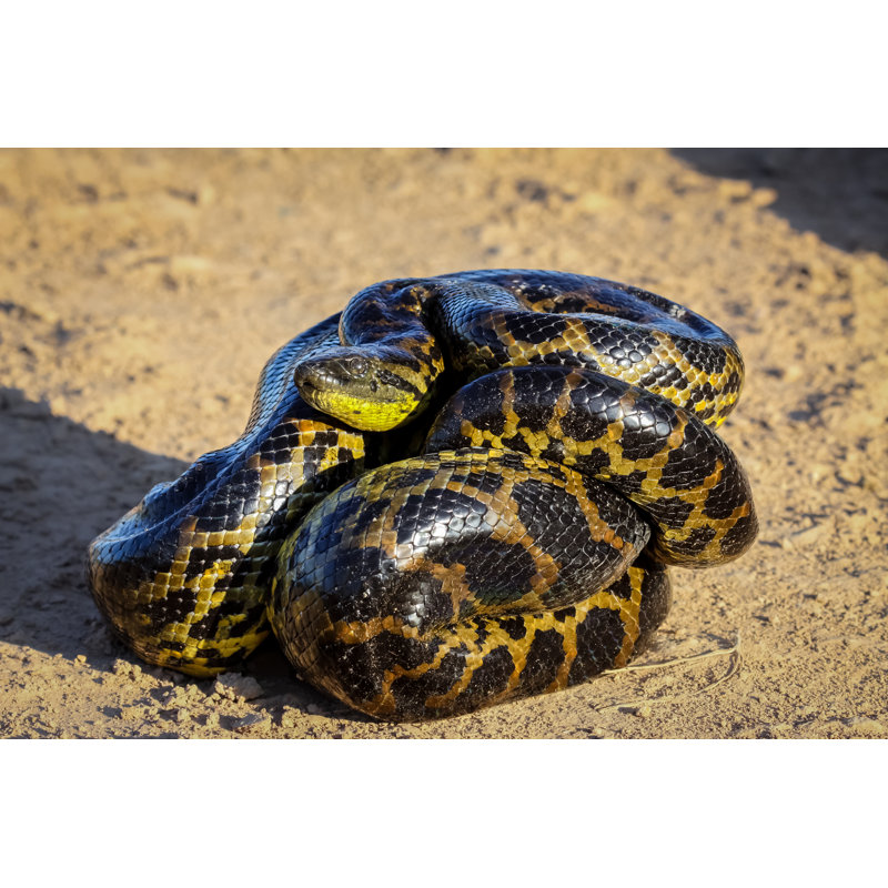 Anaconda jaune - photographie sur toile tendue, H 8 po x l 12 po