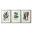 «Ferns IV», reproduction encadrée de qualité supérieure - prête à être accrochée-69879233-69879230