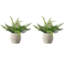 Faux Fern Plant in Ceramic Basket-820848995
