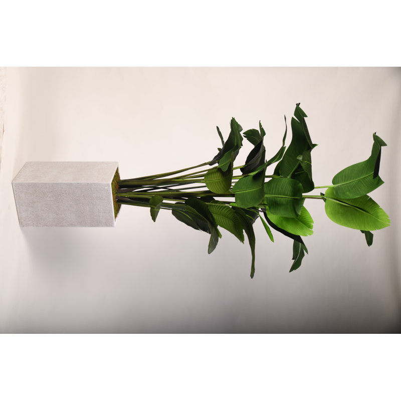 8' Traveler Palm in White Everett Planter