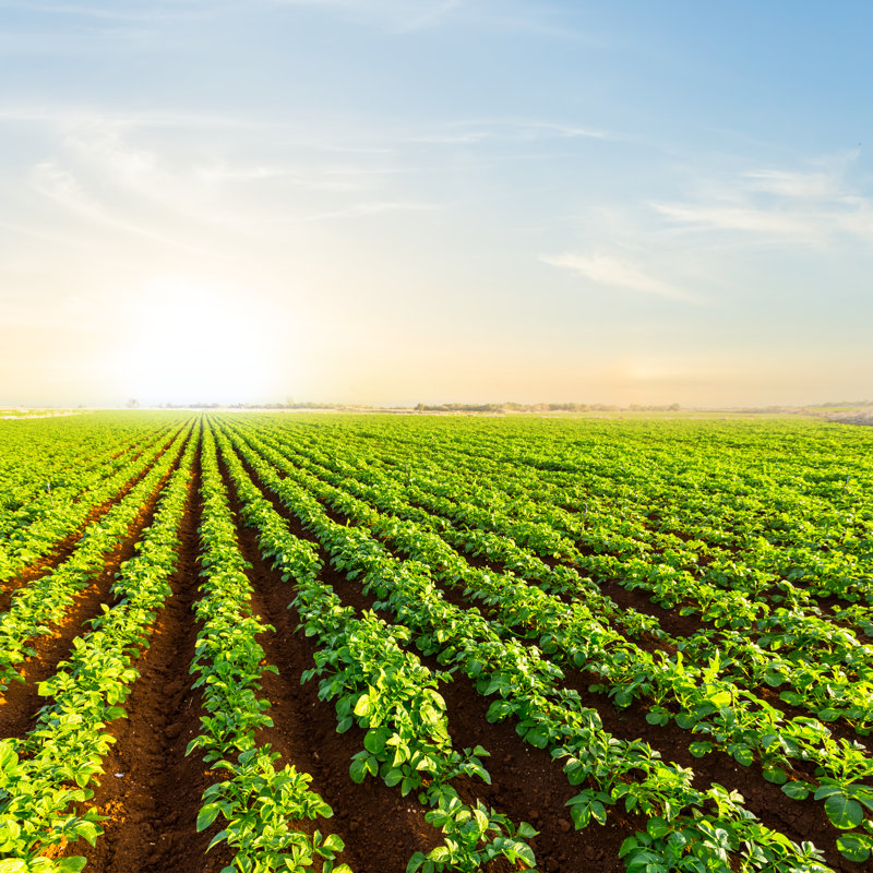 Potato Field by Yuriy_Kulik - Wrapped Canvas Print, 30cm H x 30cm W x 3.8cm D