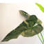 152.4cm Faux Plant in Pot Liner