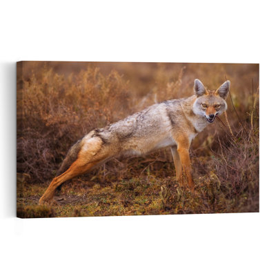 Watchful Wild Jackal Contemporary Dog Fox Forest Wall Art Print 1 Piece Wrapped Canvas Wall Art