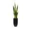 Faux Snake Plant (Sansevieria) Plant in Planter