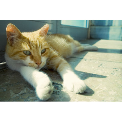 Cute Cat by Byakkaya - No Frame Art Prints on Canvas