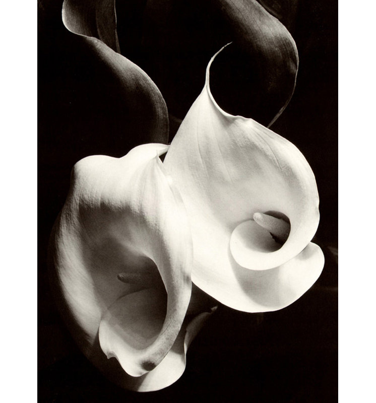 Two Callas, 18" H x 13" W