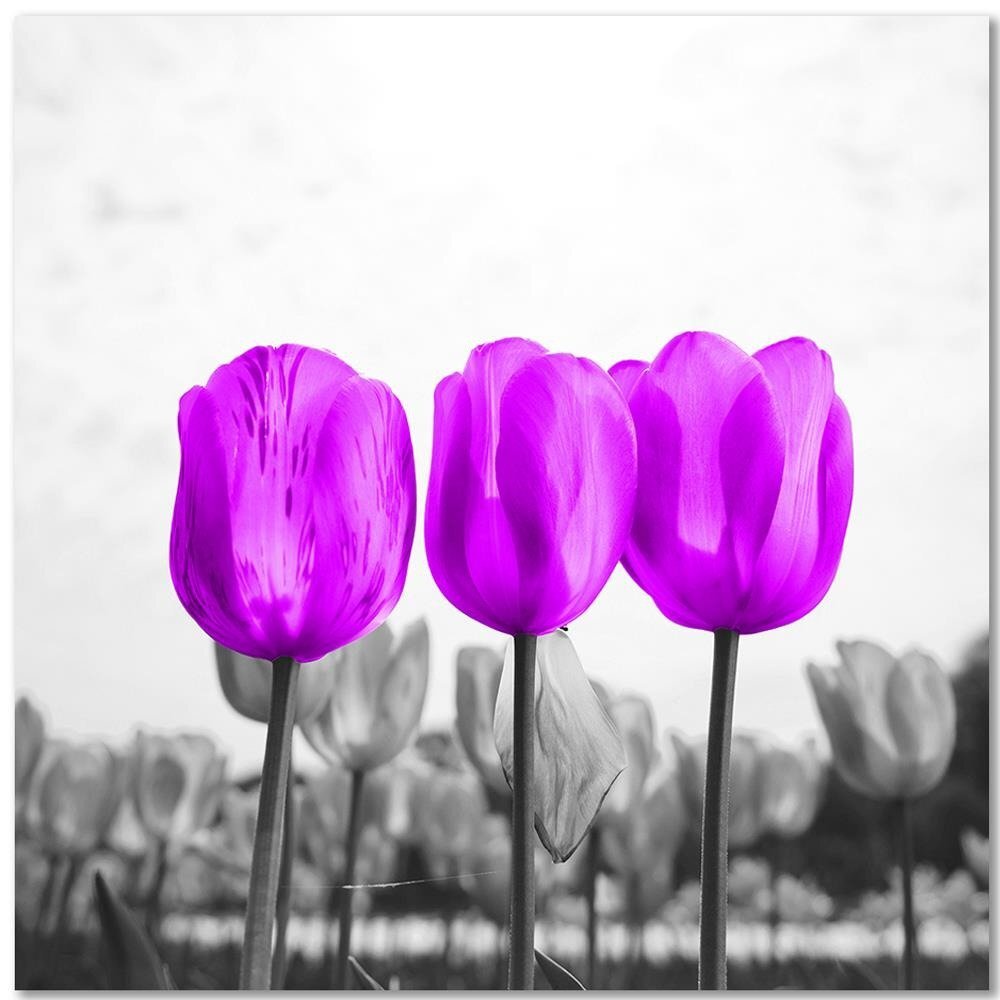 Leinwandbild Purple Tulips