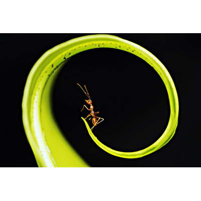 Ant On Green Circle Fern Leaf by Adisak Mitrprayoon - No Frame Art Prints on Canvas