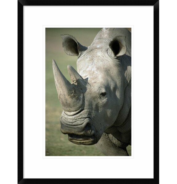 Global Gallery White Rhinoceros Portrait, Native To Africa Framed On ...